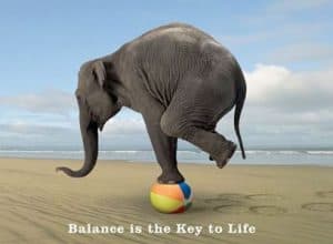 Image of elephant balancing on a beach ball with the text "balance is the key to life"