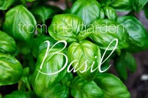 Something Special from Your Garden: Homemade Basil Pesto Recipe