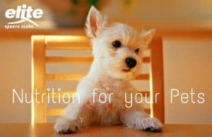 Nutrition For Your Pets