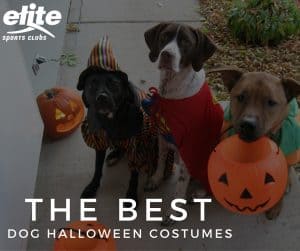 The Best Halloween Costumes For Dogs