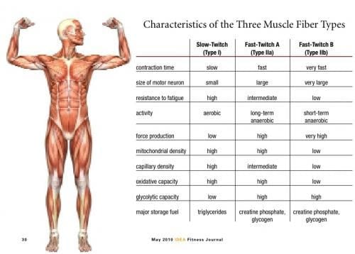 Muscle Types Chart