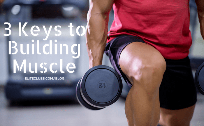 3 Keys to Building Muscle