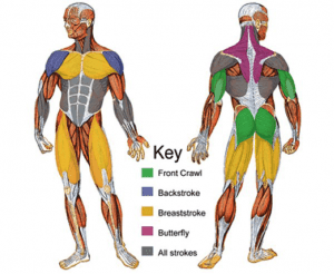 Muscles Used in Backstroke