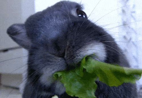 halloween-tricks-bunny-eating-lettuce