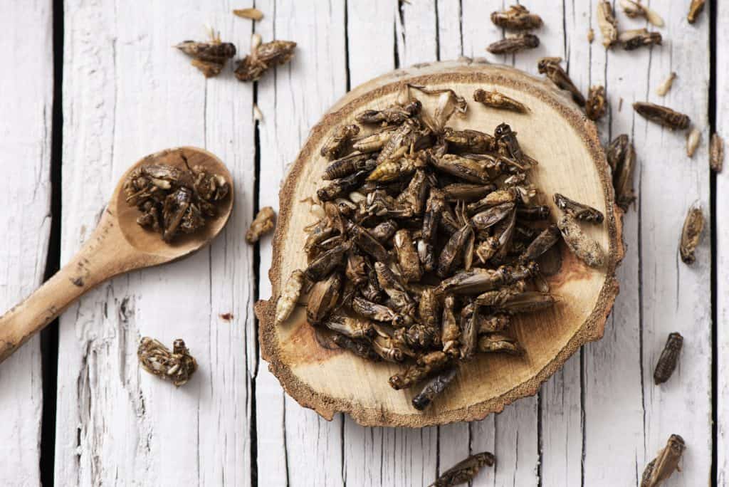 edible seasoned fried crickets